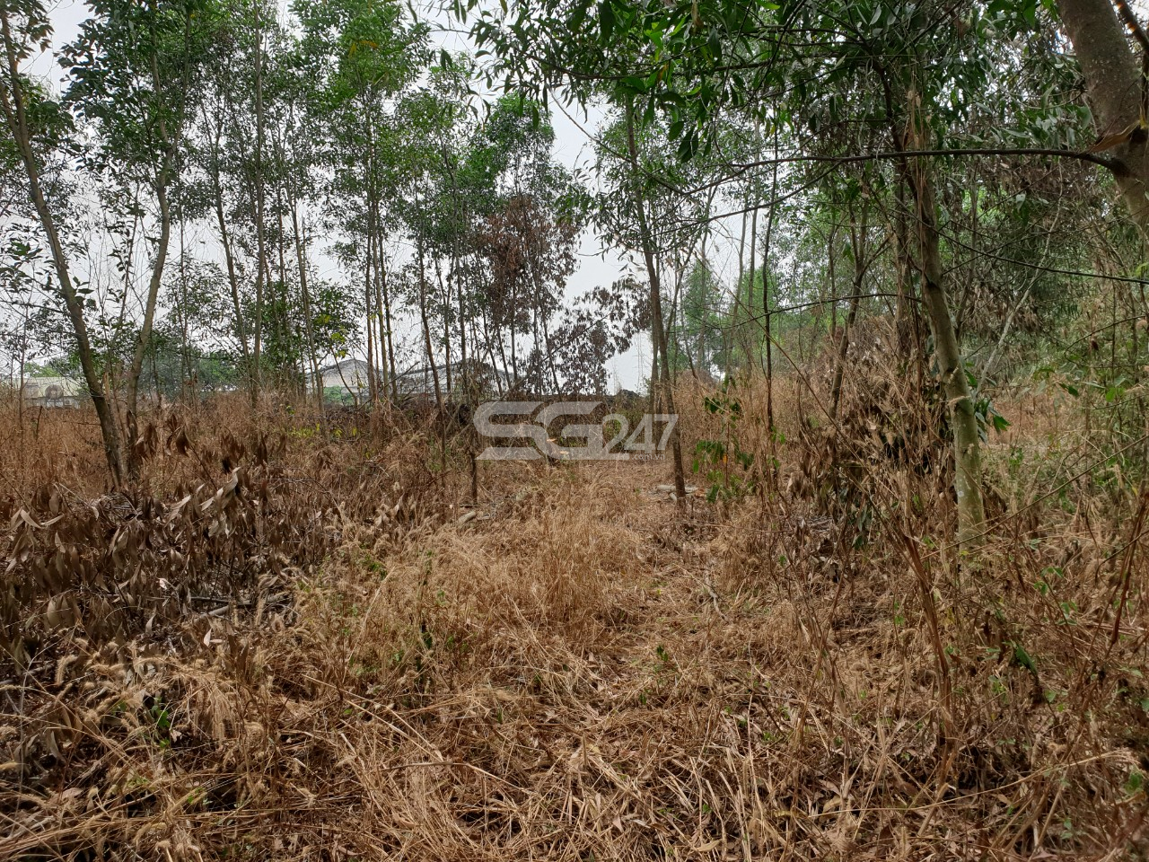 Hình ảnh thực tế khu đất ở tờ 39 thửa 2538 (trước đây gồm hai thửa 1426 và 2538) xã Sông Trầu, huyện Trảng Bom, tỉnh Đồng Nai. Khu đất mà công văn số 52 của ngân hàng BIDV nhắc đến, tài sản thẩm định giá có sự chênh lệch lớn trong việc thi hành án đối với vụ Văn Văn Nghĩa.
