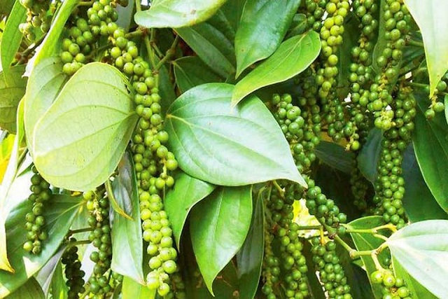 Giá tiêu hôm nay 26/11: Đồng loạt tăng, nông dân trồng tiêu vẫn đứng ngồi không yên