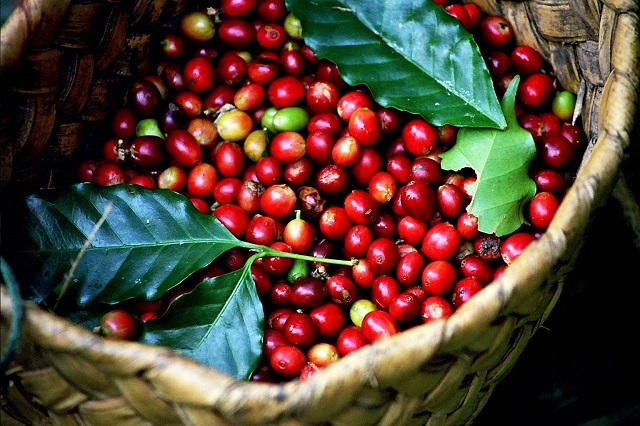 Giá cà phê hôm nay 28/11: Giá cà phê Arabica tăng vọt, trong nước duy trì mức 33 triệu đồng/tấn