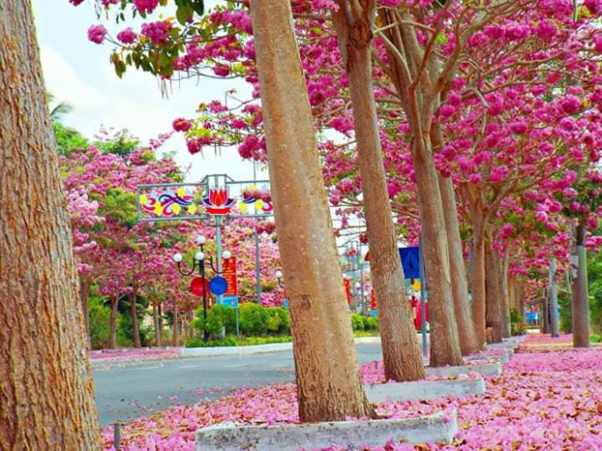 con-duong-hoa-ken-hong-soc-trang-5