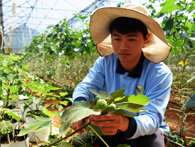Sung Mỹ chờ đón Tết