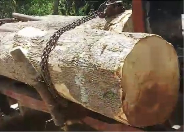 Số gỗ tang vật bị 40 người cướp đi