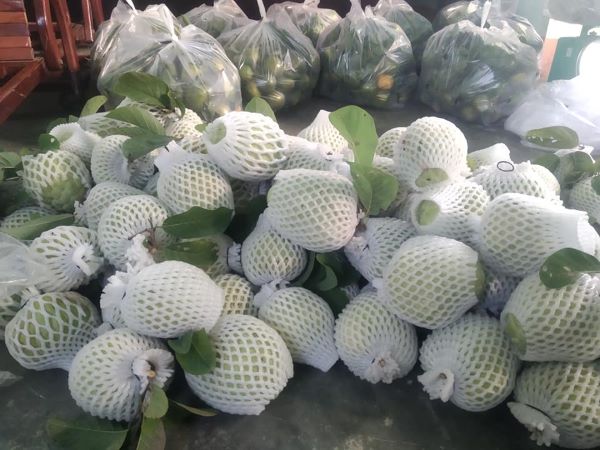 Trái ổi của Hợp tác xã sản xuất và dịch vụ nông nghiệp hữu cơ Đăk Lăk (hình ảnh từ https://www.facebook.com/nongnghiepnhuuco)