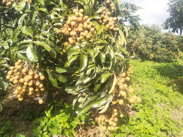 Vườn nhãn do Hợp tác xã sản xuất và dịch vụ nông nghiệp hữu cơ Đăk Lăk trồng (hình ảnh từ https://www.facebook.com/nongnghiepnhuuco)