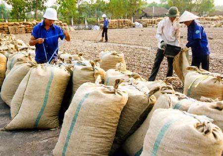 Người dân Bình Phước đang rất lạc quan về mùa vụ tới