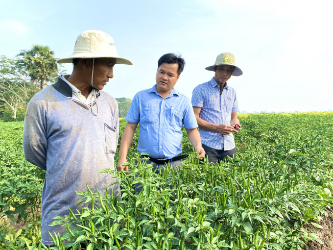Én vàng mang lại thu nhập cho bà con