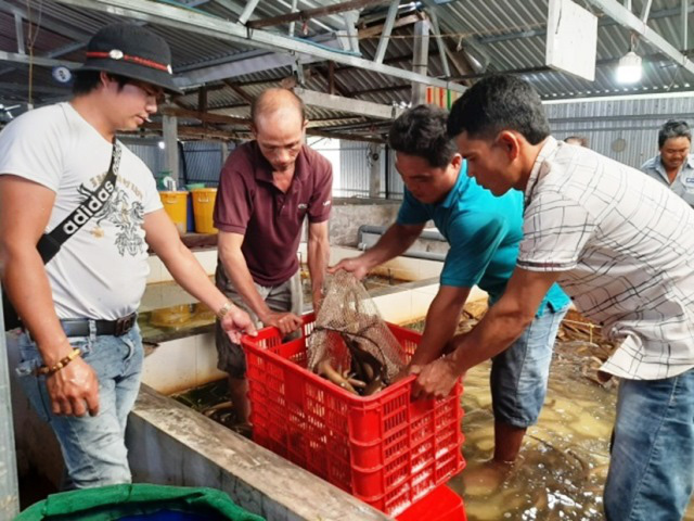 Số lượng lươn được nuôi trên toàn huyện khá lớn