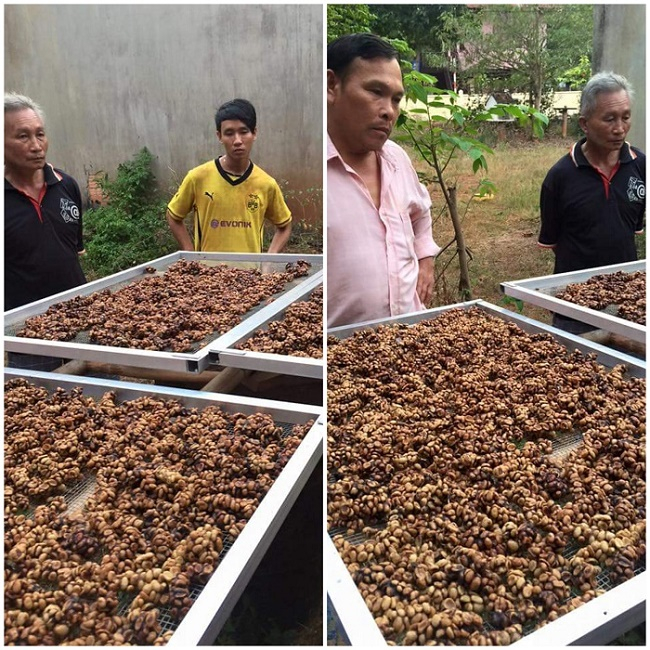 Cà phê chồn thô được thu hoạch và phơi khô