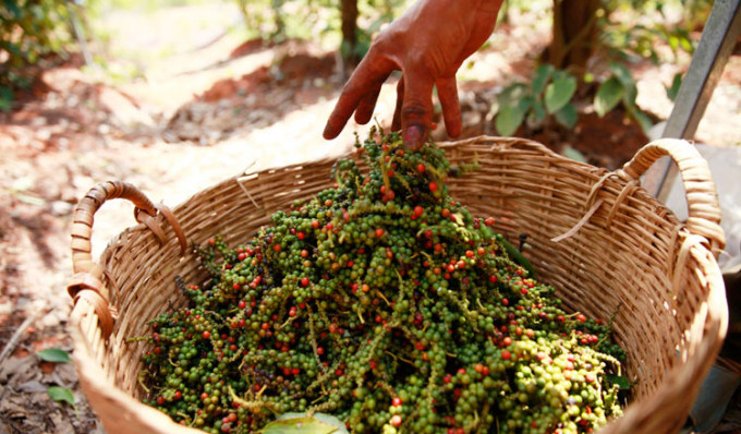 Giá tiêu tiếp tục tăng 1.000 - 2.000 đồng/kg.