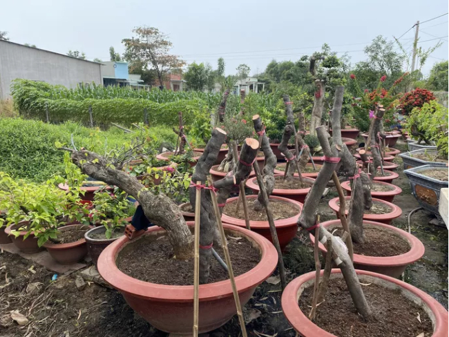 Những gốc hoa giấy được Vũ cưa ngang, đưa về ươm, chiết tại xã Long Sơn