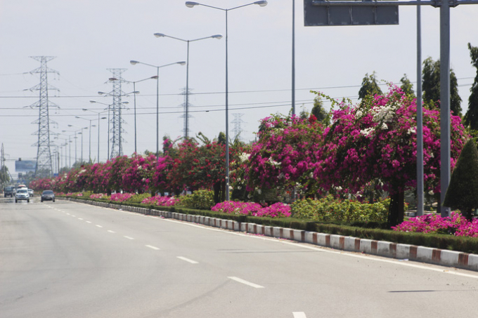 Những cây hoa giấy nở rộ, là điểm nhấn của TP Vũng Tàu