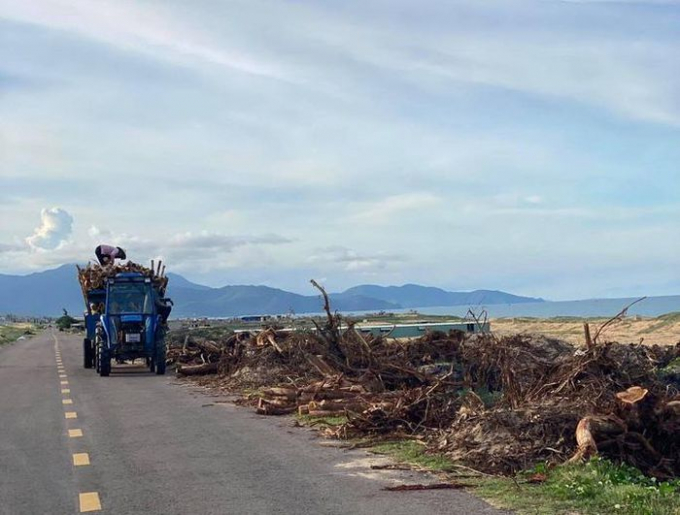 Cây phi lao và keo được hạ từ 5,26 ha rừng phòng hộ vừa bị phá, đang được chuyển đi khỏi khu vực dự án điện mặt trời