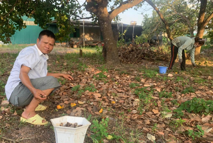 Vườn điều của ông Nguyễn Văn Tiến, (xã Hòa Phú, TP Buôn Ma Thuột, Đắk Lắk) năm nay gần như bị mất trắng. Ảnh: Duy Hậu.
