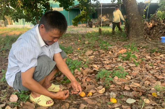 Ông Nguyễn Văn Tiến nhặt những hạt điều ít ỏi trong vườn. Ảnh: Duy Hậu.