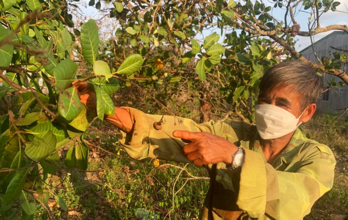 Ông Lương Khắc Hồng (xã Tân Hòa, huyện Buôn Đôn) chỉ những hạt điều khô quắt, không phát triển được trong vườn. Ảnh: Duy Hậu.