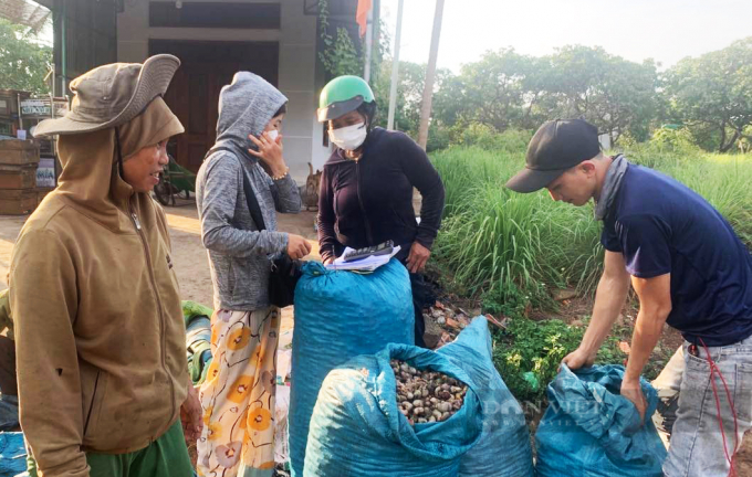 Không chỉ mất mùa, năm nay hạt điều còn kém chất lượng, hạt hư hỏng rất nhiều. Ảnh: Duy Hậu.