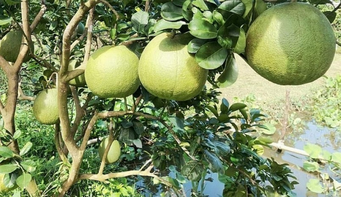 buoi-da-xanh-ben-tre-rot-gia-0220230311152217