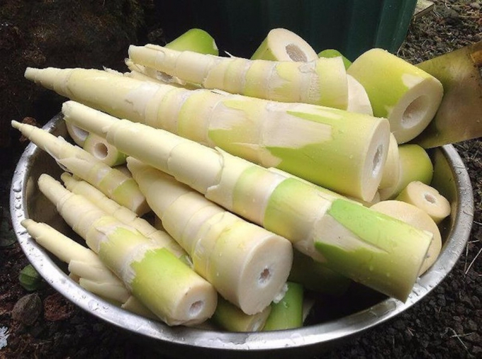 Phân biệt măng tươi tự nhiên và măng tươi ngâm hóa chất để bảo vệ sức khoẻ gia đình.