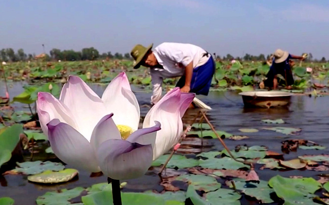 Sen là sản phẩm truyền thống của huyện Nhơn Trạch.