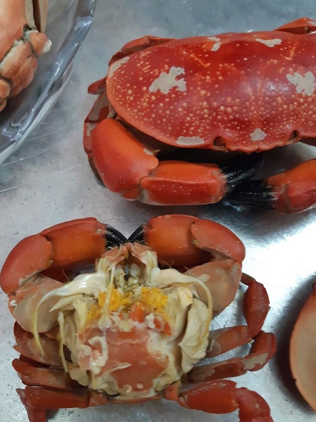 Cù kỳ là loại hải sản ở vùng biển Quảng Ninh