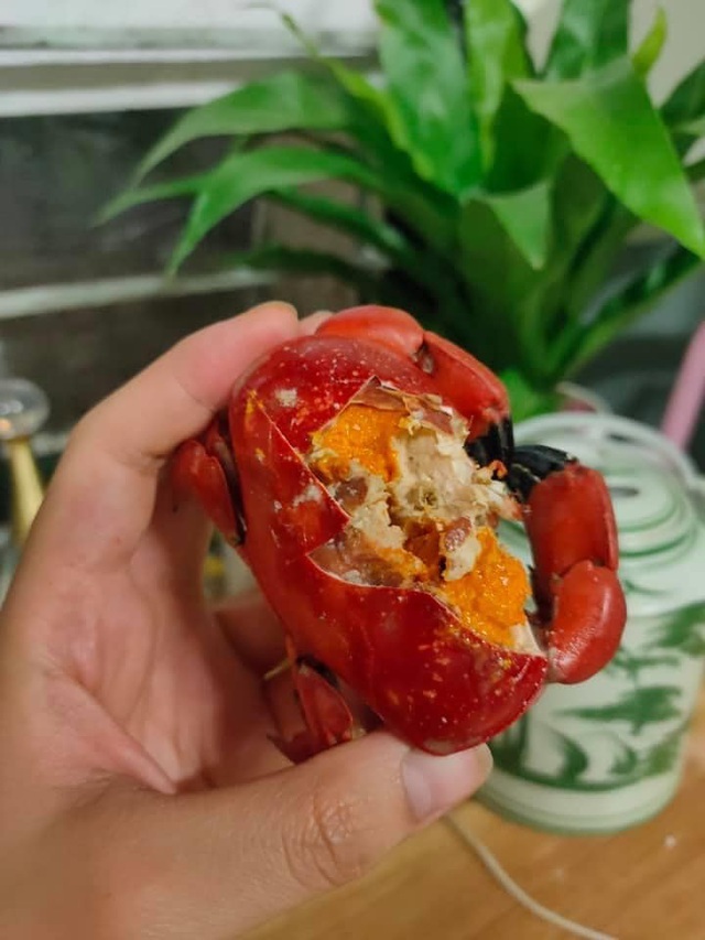 Đang vào mùa nên cù kỳ có nhiều trứng, gạch
