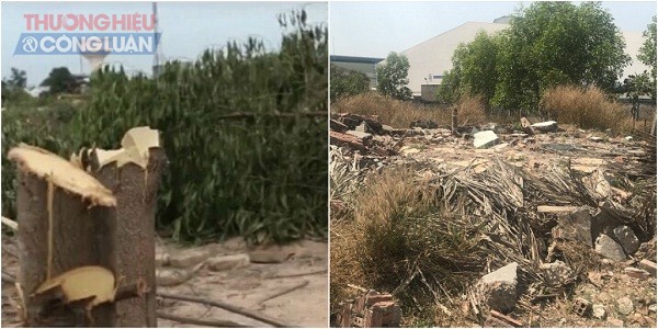 Khu đất khoảng 15 ha vừa là trang trại nuôi và trồng cây lâu năm của 7 hô dân, giờ thanh bãi đất hoang