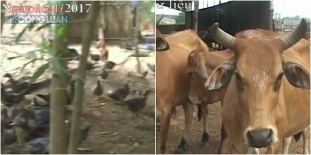 Trước đó vài ngày, đàn gia súc, gia cầm của 7 hô dân vẫn nhởn nhơ ở trang trại, nhưng sau ngày 19/1, đoàn cưỡng chế vào cào, múc... và giờ không biết “nó” đang ở đâu?