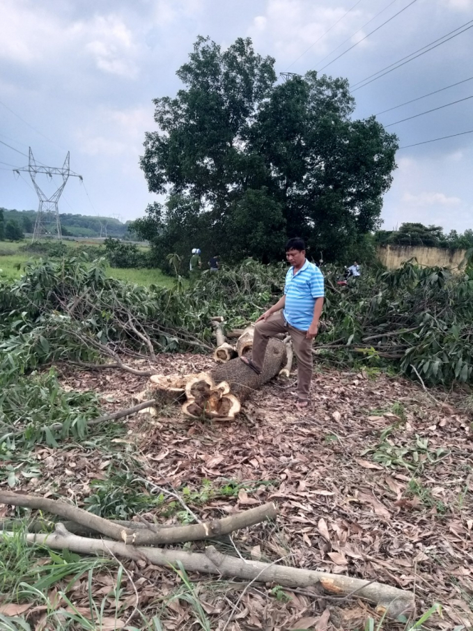 Thu hoạch cây thực hiện Thông báo số 4958 ngày 4/5/2020 chỉ đạo của Phó Chủ tịch UBND tỉnh Đồng Nai