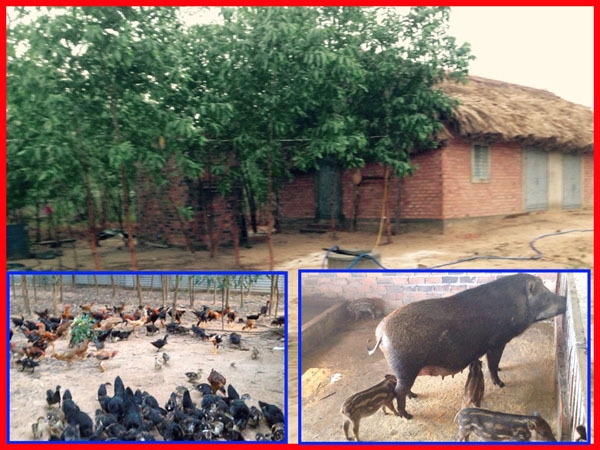 Nhà ở và đàn gia súc, gia cầm của gia đình ông Nguyễn Văn Phượng không được lập biên bản kê biên tài sản trước khi bị cưỡng chế