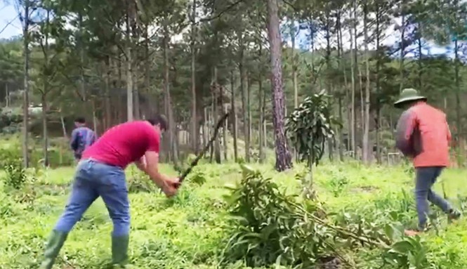 Chặt hạ cây trồng trái phép trong rừng thông..