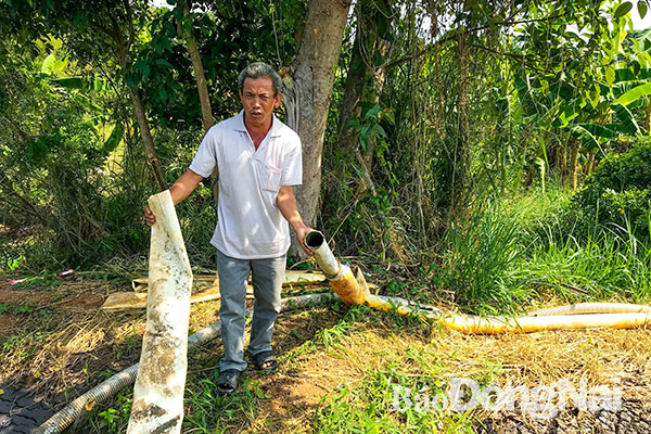 Ông Phạm Văn Bình (chủ trại heo ở xã Hưng Lộc, huyện Thống Nhất) và đường ống dẫn chất thải bị bung, làm tràn chất thải từ trại heo ra suối tối 20-11. Ảnh: Đăng Tùng