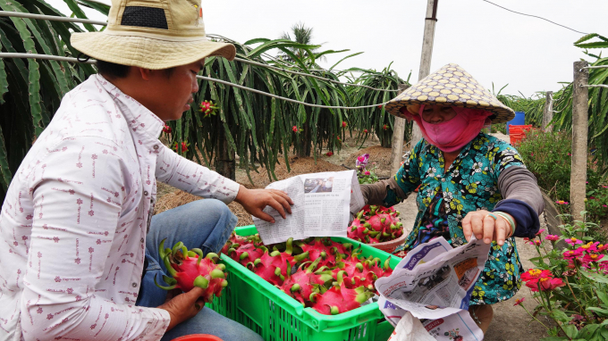Nhiều vườn thanh long ở Long An đã đến thời kỳ thu hoạch nhưng không có thương lái thu mua BẮC BÌNH