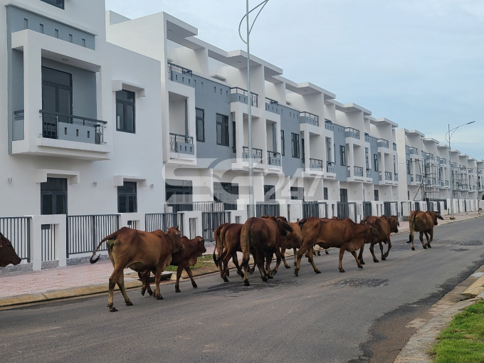 Dự án Viva Park vừa tồn kho 316 tỷ đồng vừa vướng nghi vấn chưa được cấp phép xây dựng.