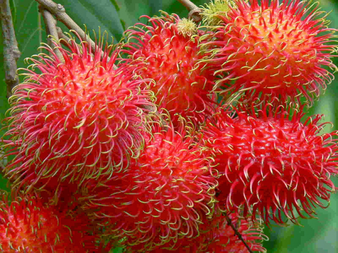 chuyen-phat-nhanh-chom-chom-can-tho-di-uc