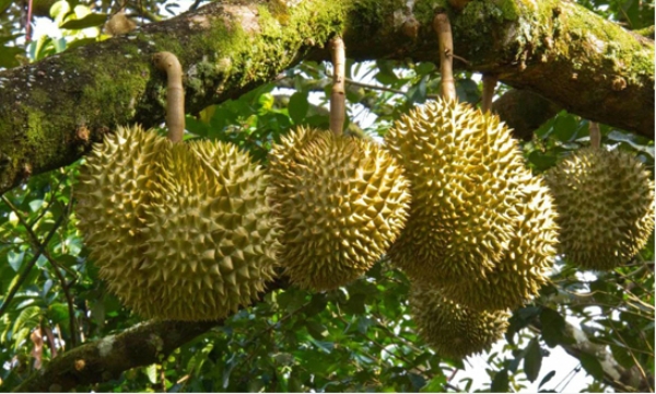 sầu riêng vietgap