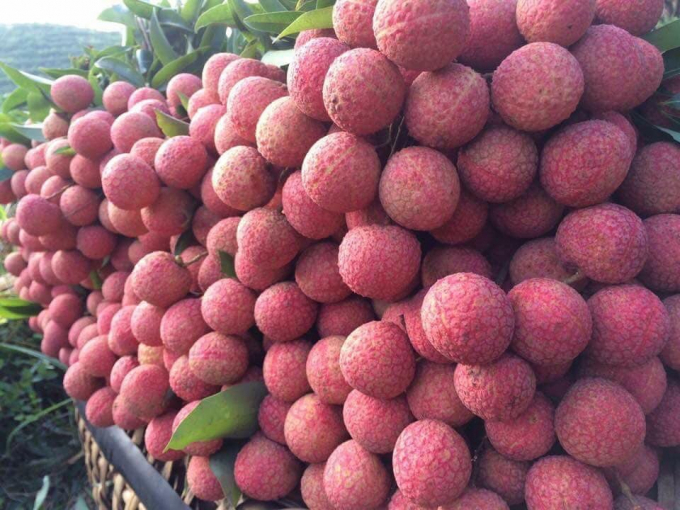 vai-thieu-1