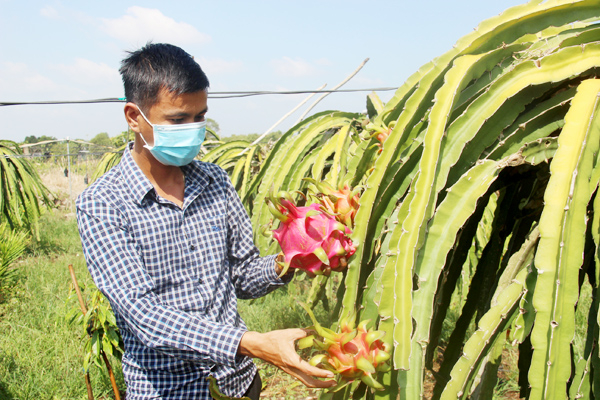 Ngoài cung ứng cho các doanh nghiệp để xuất khẩu, nông dân ở Đồng Nai còn đang tất bật chuẩn bị vụ trái cây cung cấp cho thị trường Tết Nguyên đán năm 2022. Trong ảnh: Một chủ vườn tại xã Hưng Thịnh (H.Trảng Bom) chăm sóc vườn thanh long cho vụ tết