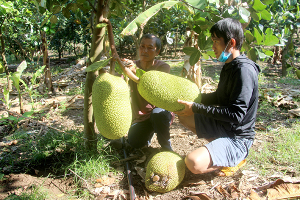 Tết Nguyên đán năm 2022, gia đình ông Trần Văn Mỹ (ngụ ấp Thuận Hòa, xã Sông Thao, H.Trảng Bom) có khoảng 3ha trồng mít sai trĩu quả đang vào vụ thu hoạch