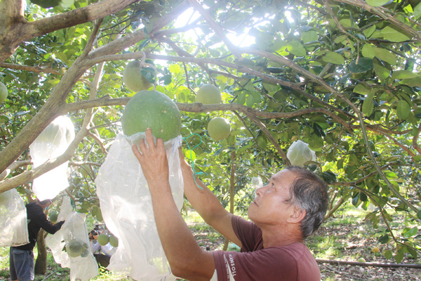 Vườn trái cây của ông Trần Văn Mỹ còn có hàng trăm gốc bưởi cũng đang chuẩn bị cho những lô hàng tết