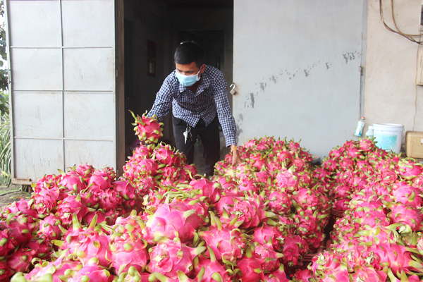 Thanh long được người dân tại xã Hưng Thịnh (H.Trảng Bom) tập kết trước khi đưa đi tiêu thụ