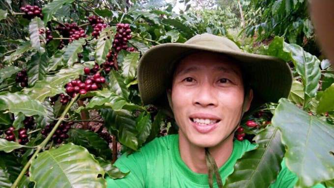 Trang trại mùa cà phê chín trĩu quả