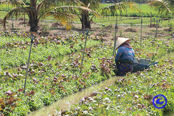 Vùng trồng màu chuyên canh tại huyện Châu Thành.