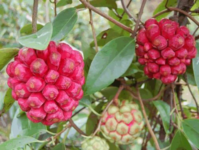 Giống na lạ chỉ có trong rừng sâu