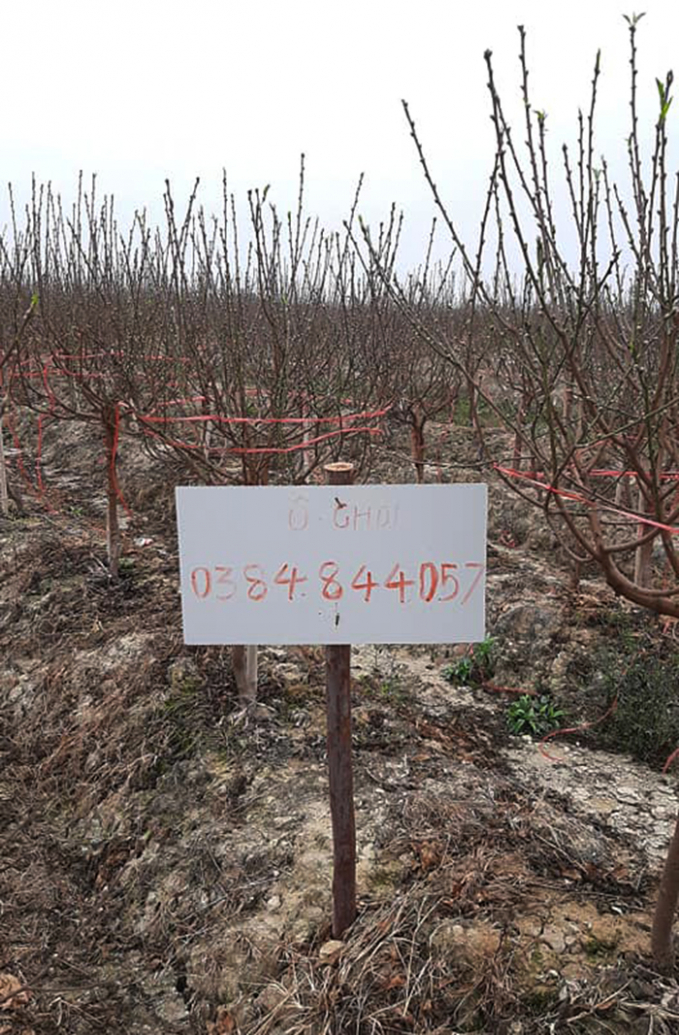Ông kêu gọi mọi người hỗ trợ, giải cứu giúp gia đình mình và các hộ trồng đào khác ở Hải Dương