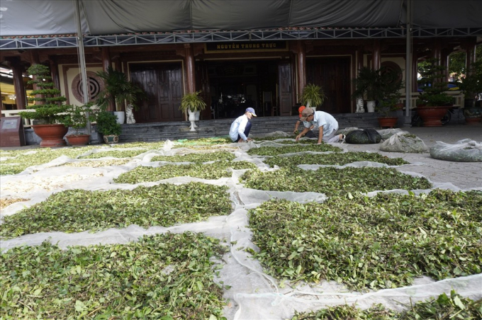 Khuôn viên của đình được dùng để phơi thuốc nam phục vụ cho bà con đến khám chữa bệnh. Ảnh: PV