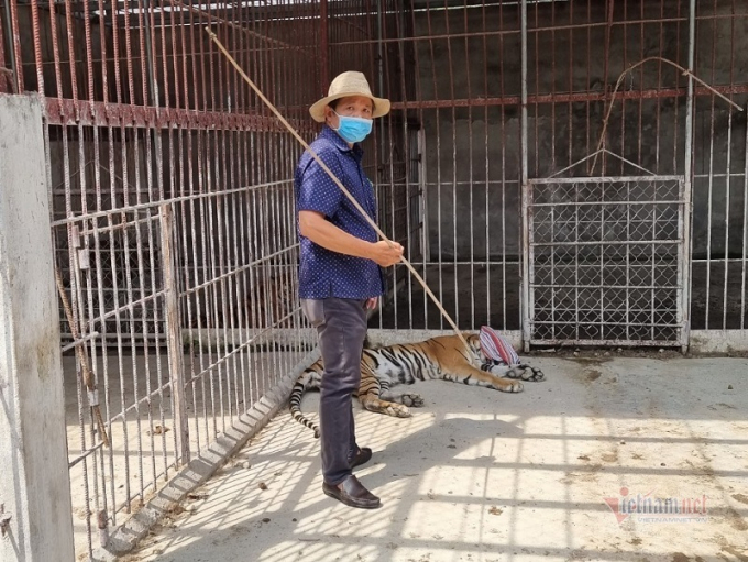 Hổ nuôi tại khu du lịch sinh thái Thanh Cảnh - Ảnh: A.X