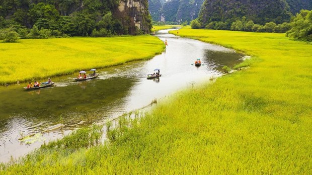 Tam Cốc mùa lúa chín. (Ảnh: Minh Đức/TTXVN)
