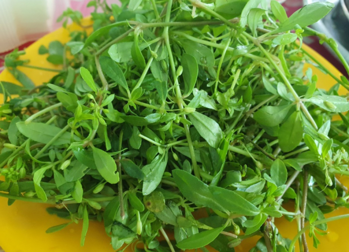 Hồn cốt của món ăn nằm ở đĩa rau đắng đất non mơn mởn này BẢO VY