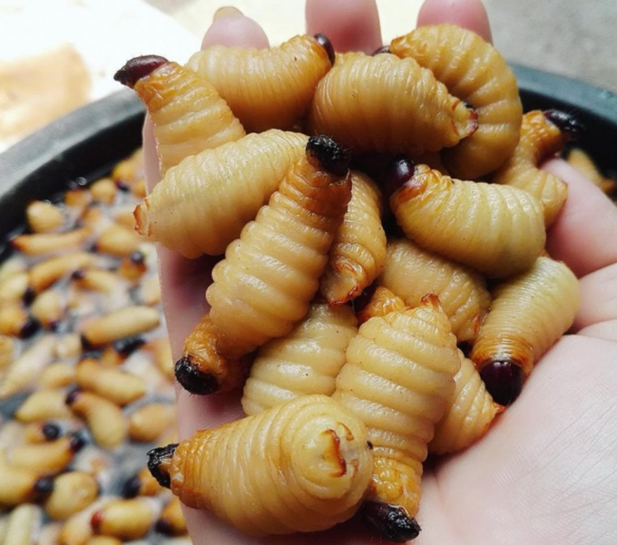 Đuông dừa là côn trùng thuộc họ vòi voi, bọ cánh cứng, ''kẻ thù số 1'' của cây dừa vì hại chết cây. Ảnh: Truongminhhieu1111