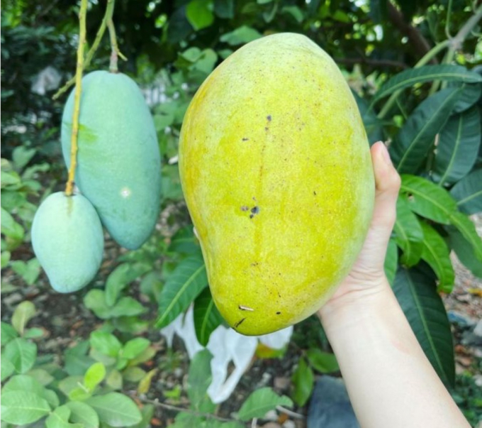 Ảnh: Ping.homegarden